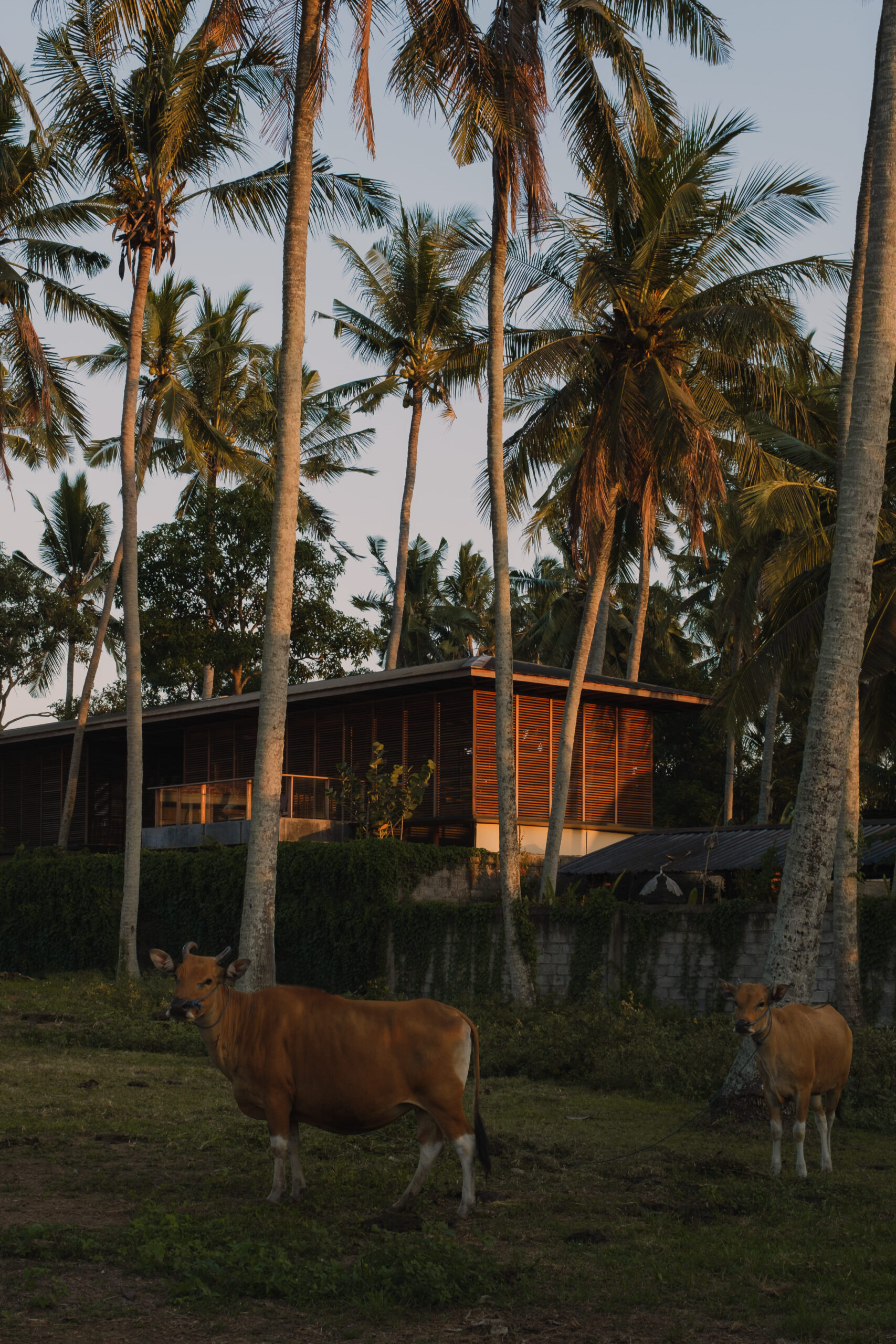 Back elevation of Rumah Amadangi with cows in the foreground